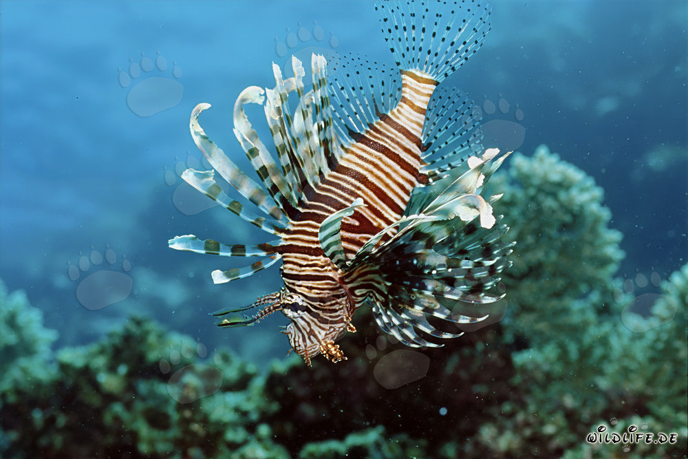 Maestoso pesce leone indiano nelle acque cristalline della barriera corallina
