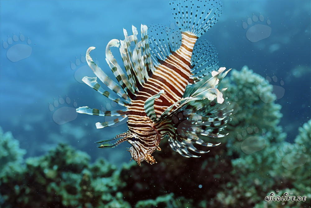 Pez león indio majestuoso en el agua cristalina del arrecife