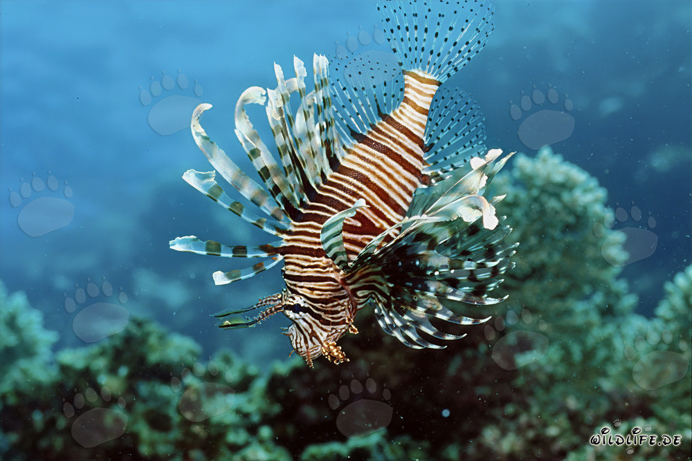 Poisson-lion indien majestueux dans l'eau cristalline du récif