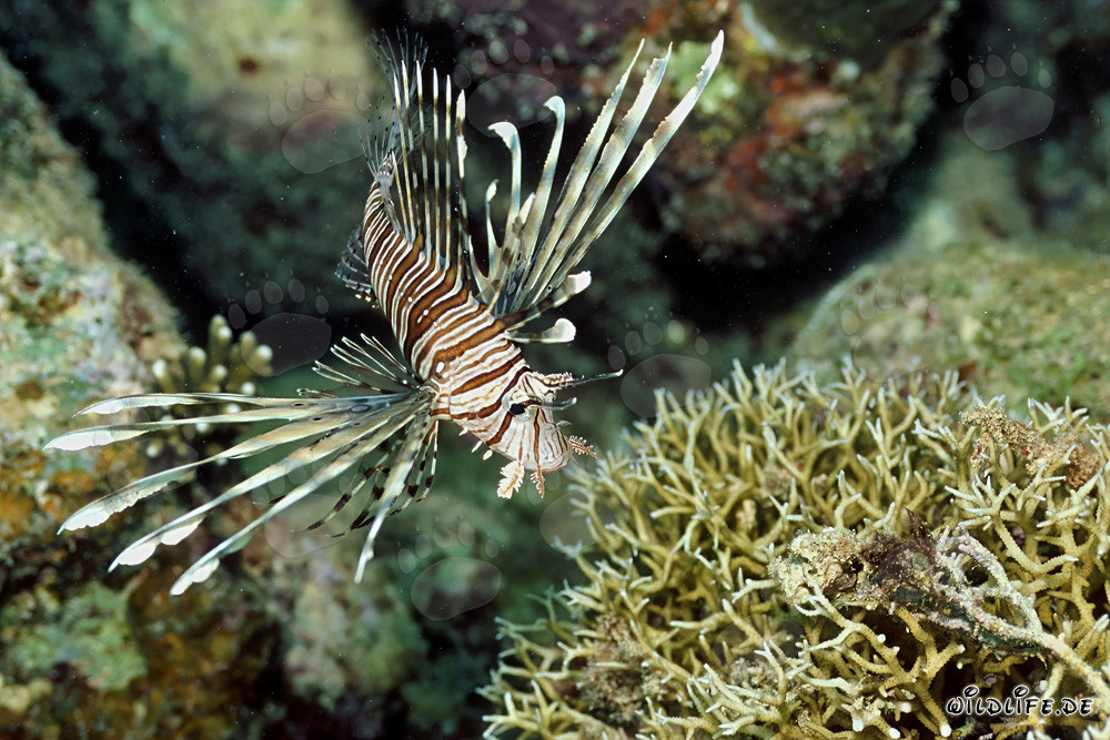 Fascinating Indian Lionfish in the Red Sea