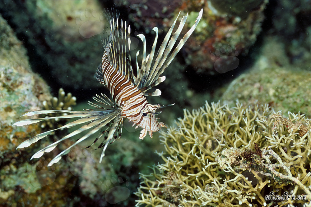 Rotfeuerfisch