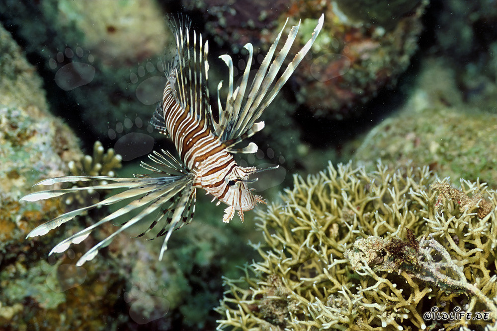 Affascinante Pesce Scorpione Indiano nel Mar Rosso