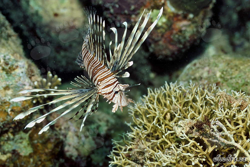 Fascinante Pez Escorpión Indio en el Mar Rojo