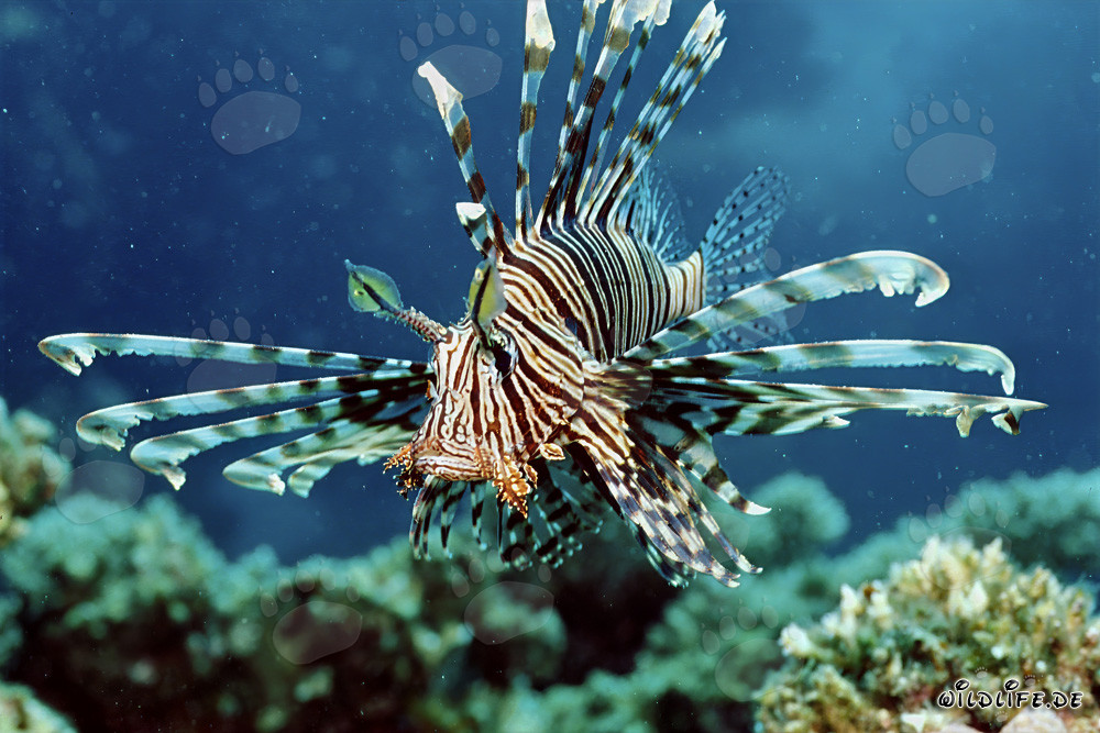 Fascinating Indian Lionfish in the Red Sea