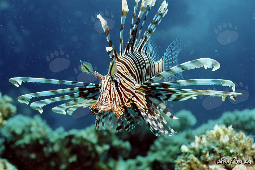 Affascinante pesce leone indiano nel Mar Rosso