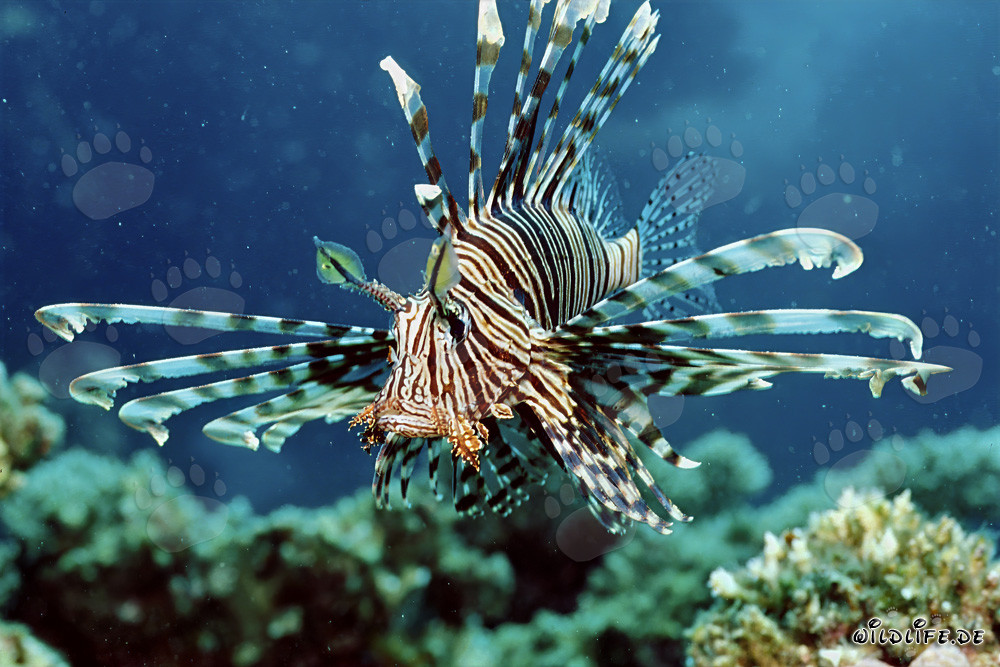 Poisson lion indien fascinant dans la mer Rouge