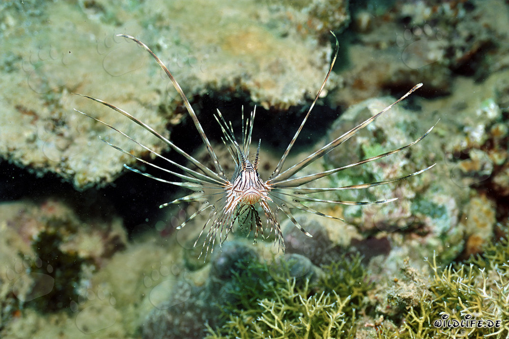 Fascinating Indian Lionfish in the Red Sea