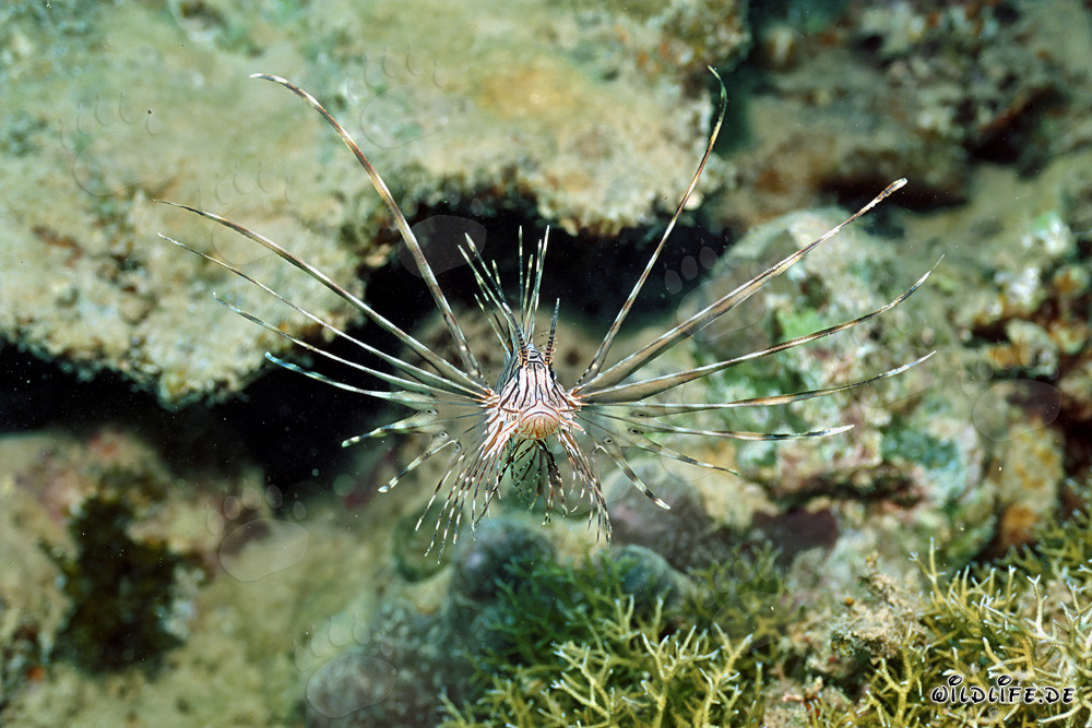 Affascinante Pesce Scorpione Indiano nel Mar Rosso