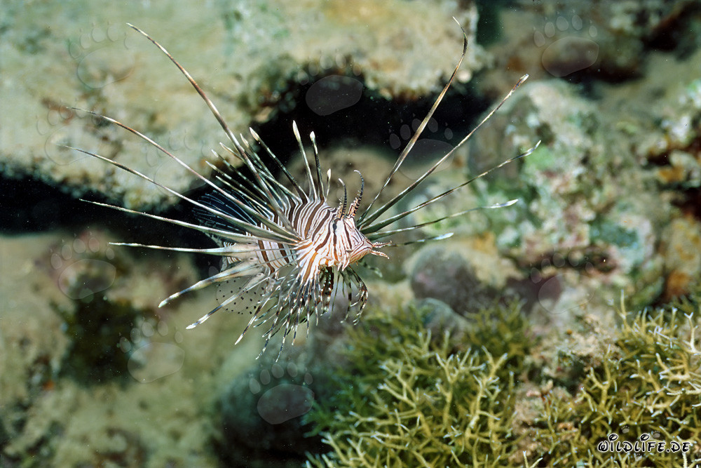 Fascinante pez escorpión indio en el Mar Rojo