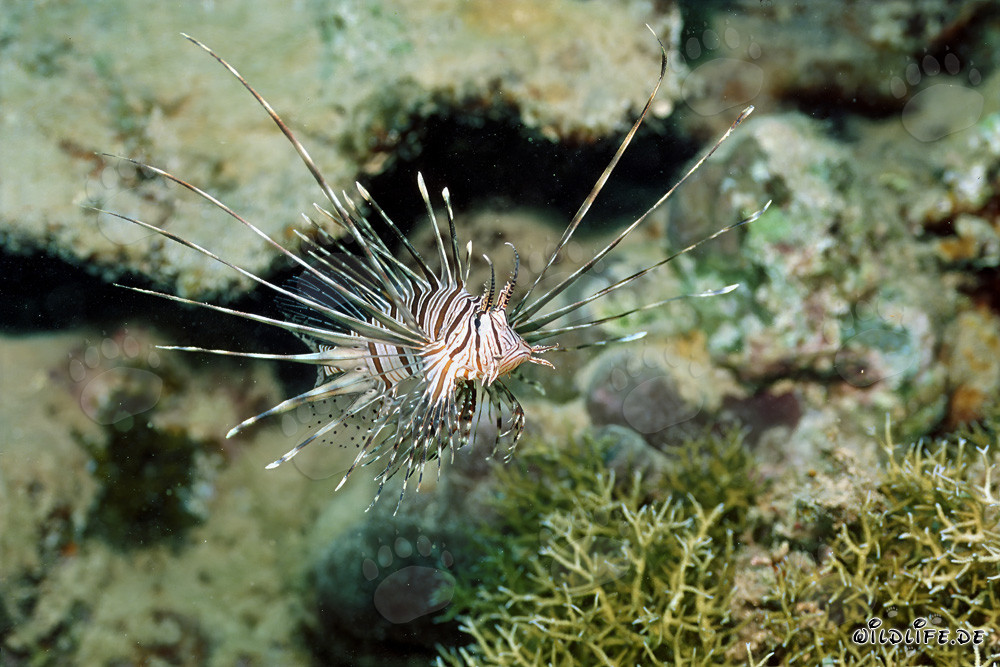 Poisson-scorpion indien fascinant dans la mer Rouge