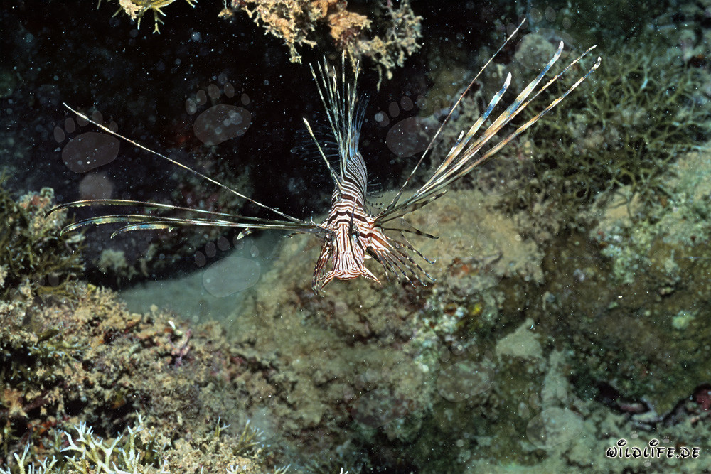 Majestic Indian lionfish in its natural habitat
