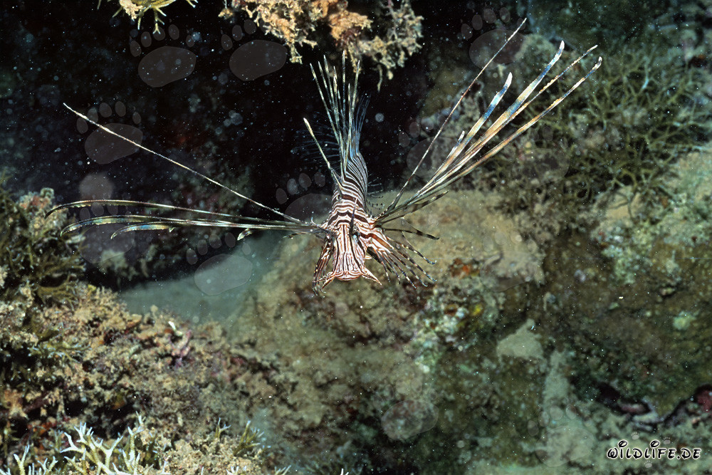 Maestoso pesce scorpione indiano nel suo ambiente naturale