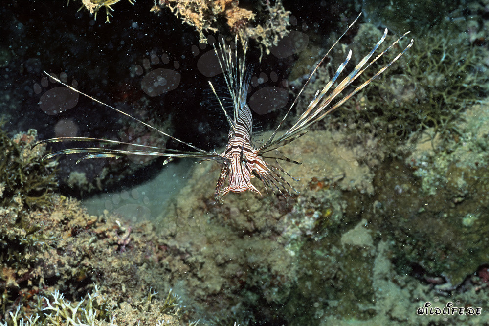 Poisson-scorpion indien majestueux dans son environnement naturel