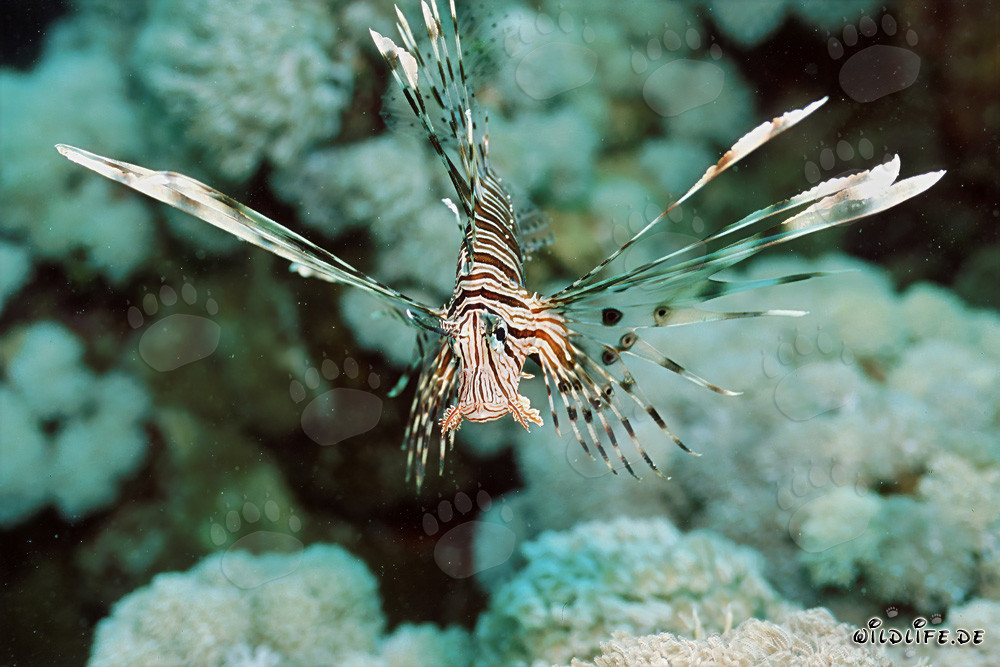 Fascinating Indian Lionfish in the Red Sea