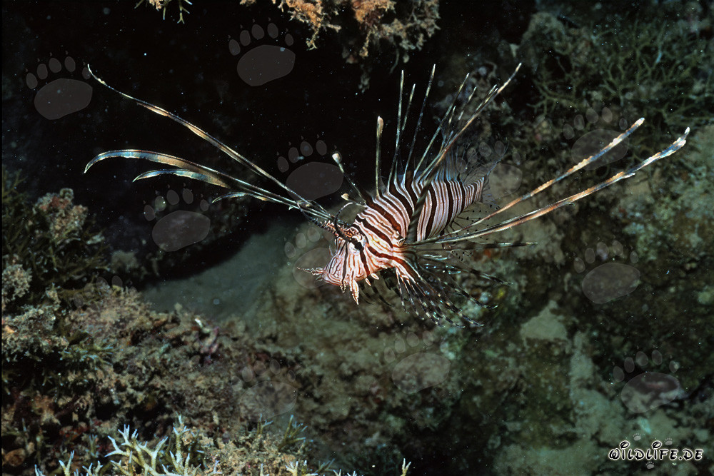 Majestic Indian Lionfish against Dark Background