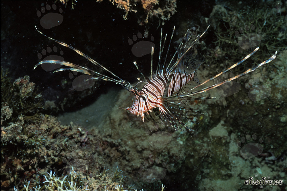 Maestoso pesce scorpione indiano su sfondo scuro