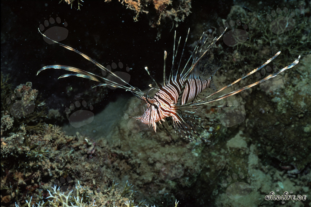 Poisson-scorpion indien majestueux sur fond sombre