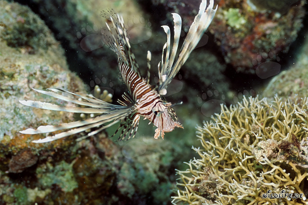 Fascinating Indian Lionfish in the Red Sea Reef