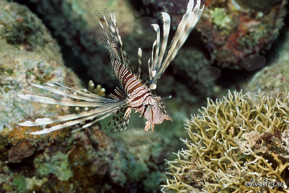 Affascinante Pesce Scorpione indiano nella barriera corallina del Mar Rosso