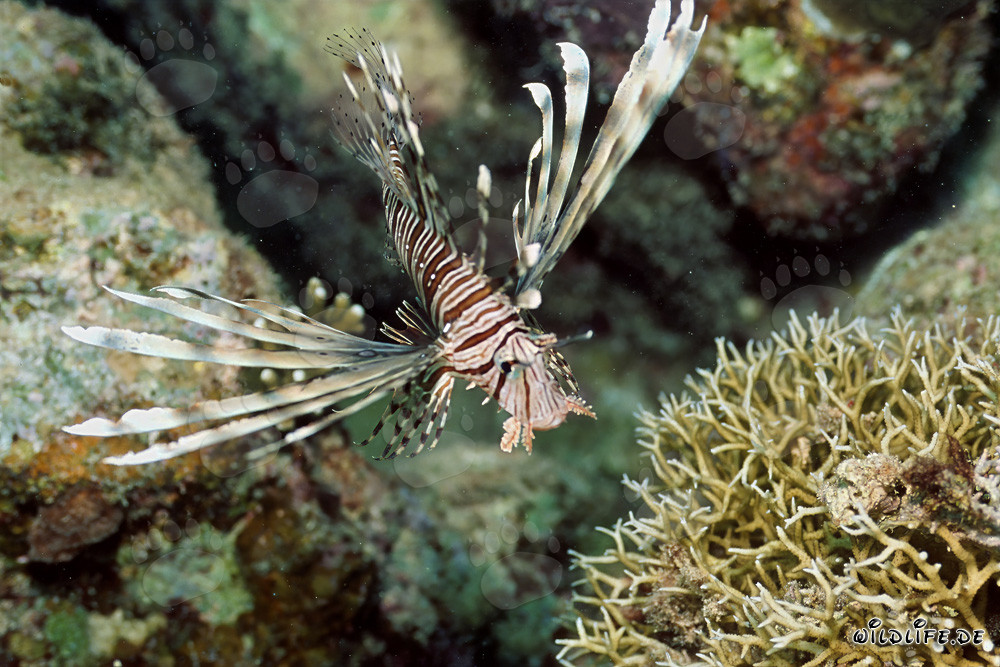Poisson-scorpion indien fascinant dans le récif de la mer Rouge