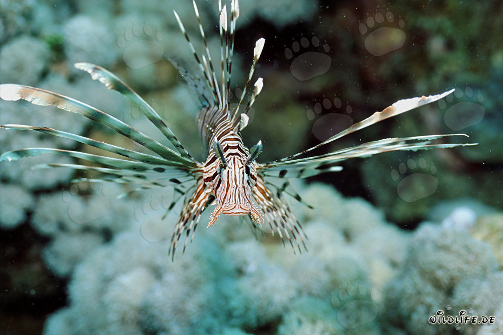 Fascinating Indian Lionfish in the Red Sea