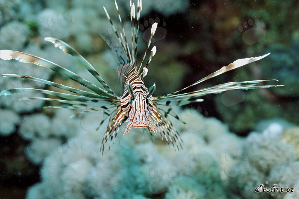 Rotfeuerfisch