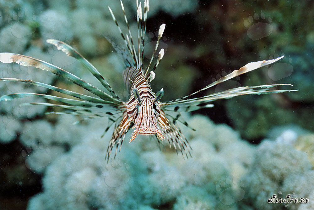 Fascinante pez león indio en el Mar Rojo