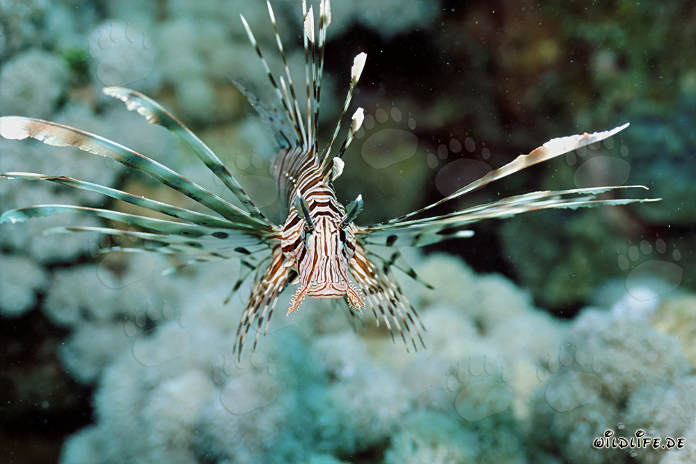 Poisson-scorpion indien fascinant dans la mer Rouge