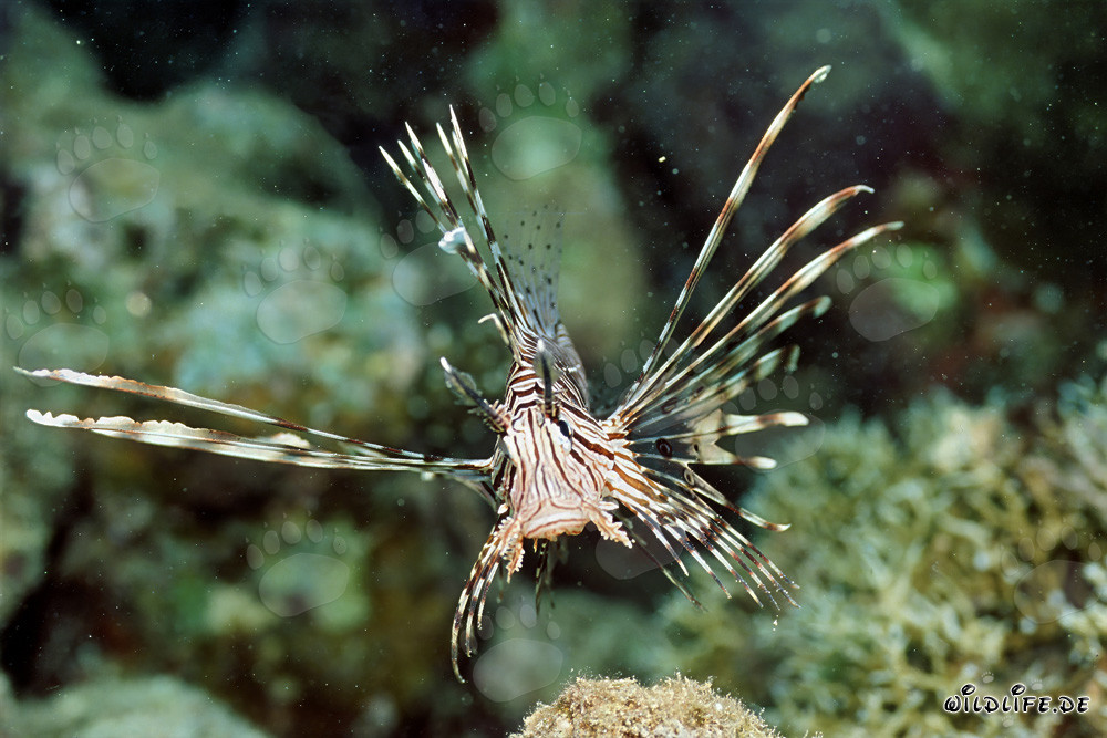 Majestic approach of an Indian lionfish