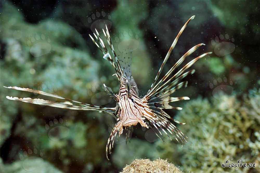 Rotfeuerfisch