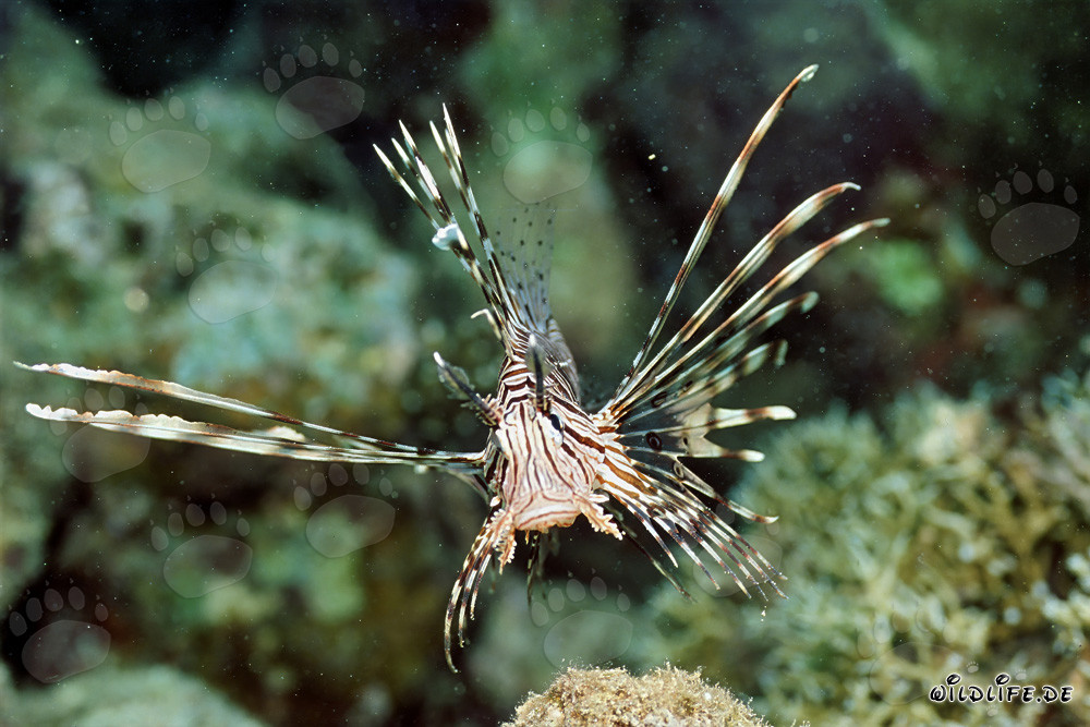 Avvicinamento maestoso di un pesce leone indiano nel Mar Rosso
