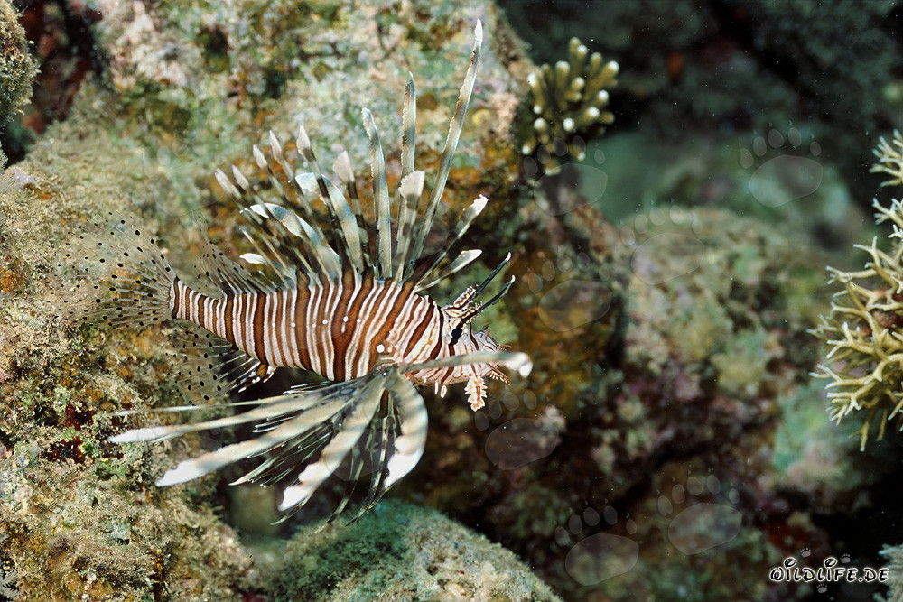 Fascinating Indian Lionfish in the Red Sea