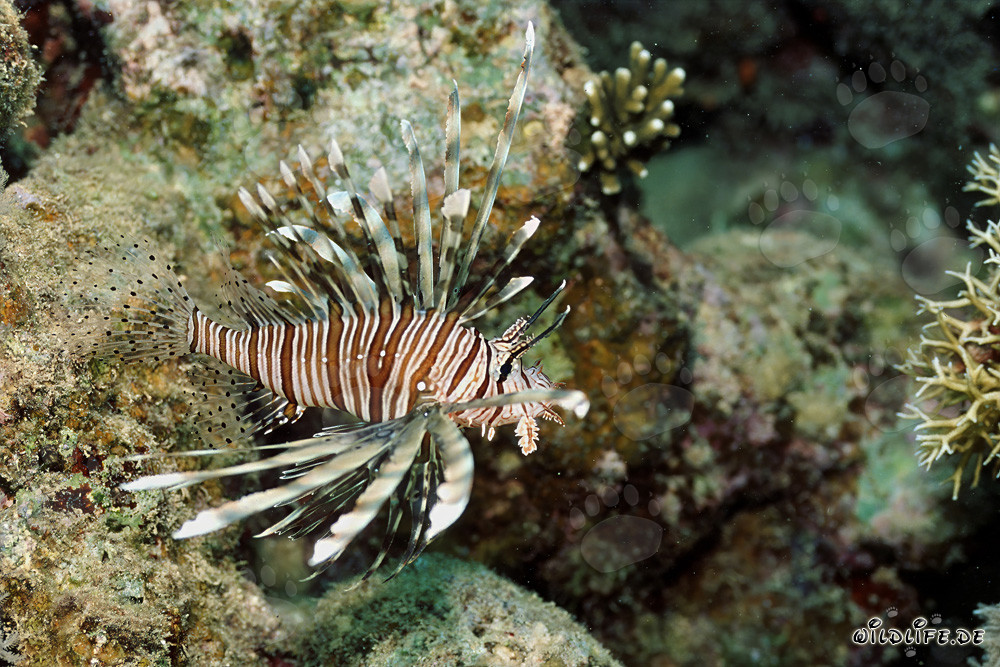 Affascinante pesce leone indiano nel Mar Rosso