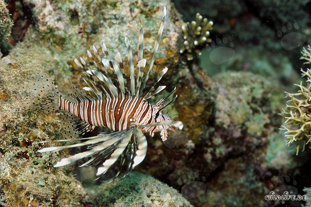 Poisson-lion indien fascinant dans la mer Rouge