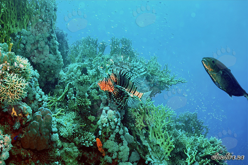 Fascinating Indian Lionfish in the Coral Reef of the Red Sea