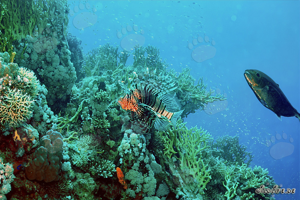 Affascinante pesce leone indiano nella barriera corallina del Mar Rosso