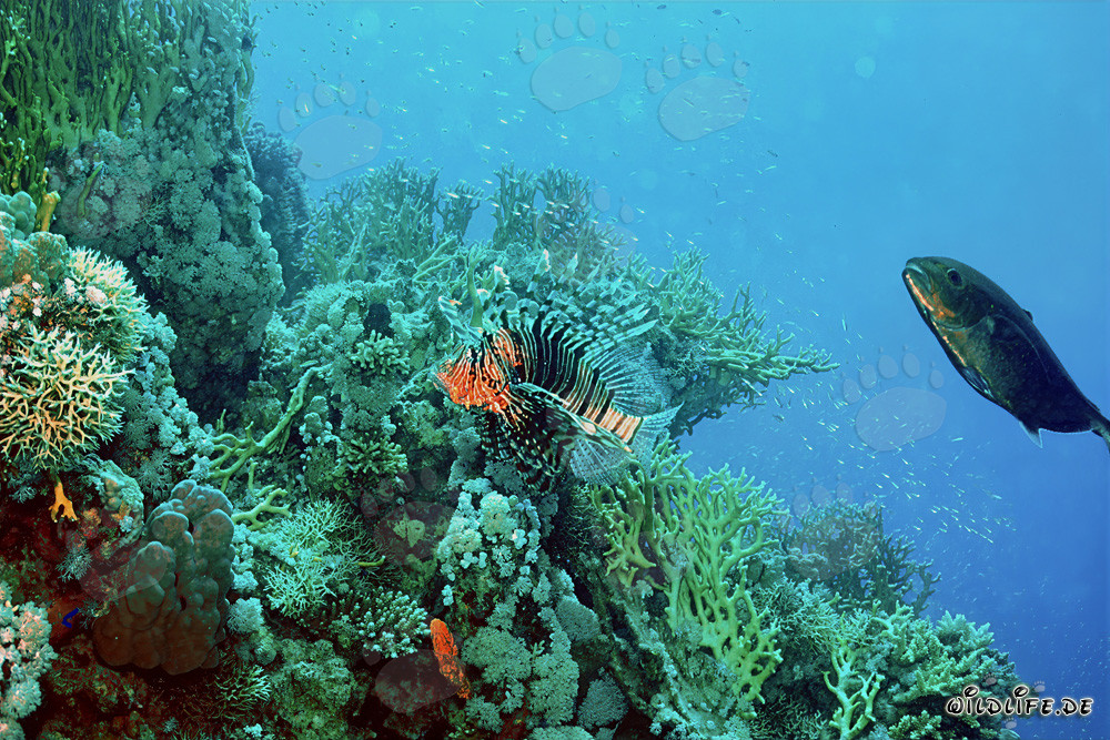 Fascinante pez león indio en el arrecife de coral del Mar Rojo