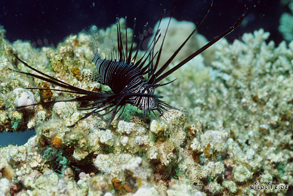 Pesce fuoco indiano scuro maestoso nel Mar Rosso