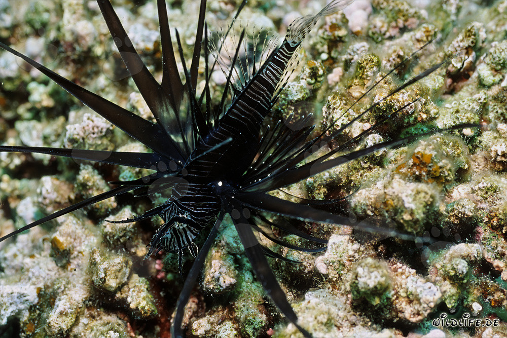 Affascinante Pesce Scorpione indiano scuro nel Mar Rosso