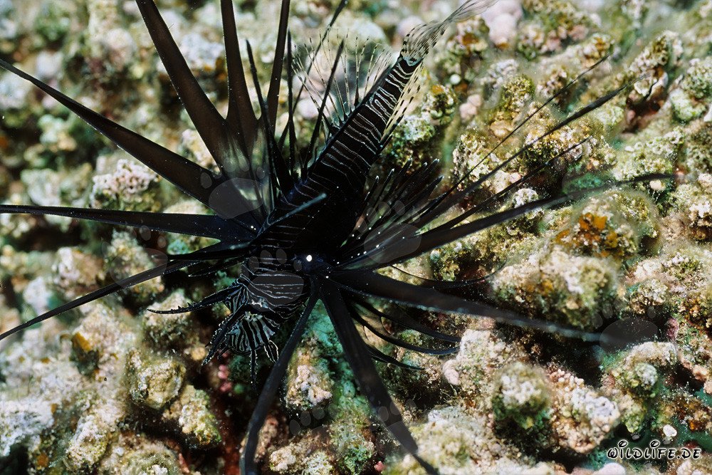 Fascinant Poisson-scorpion indien sombre dans la mer Rouge