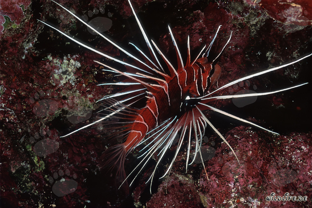Fascinating Clearfin Lionfish in the Vibrant Coral Reef
