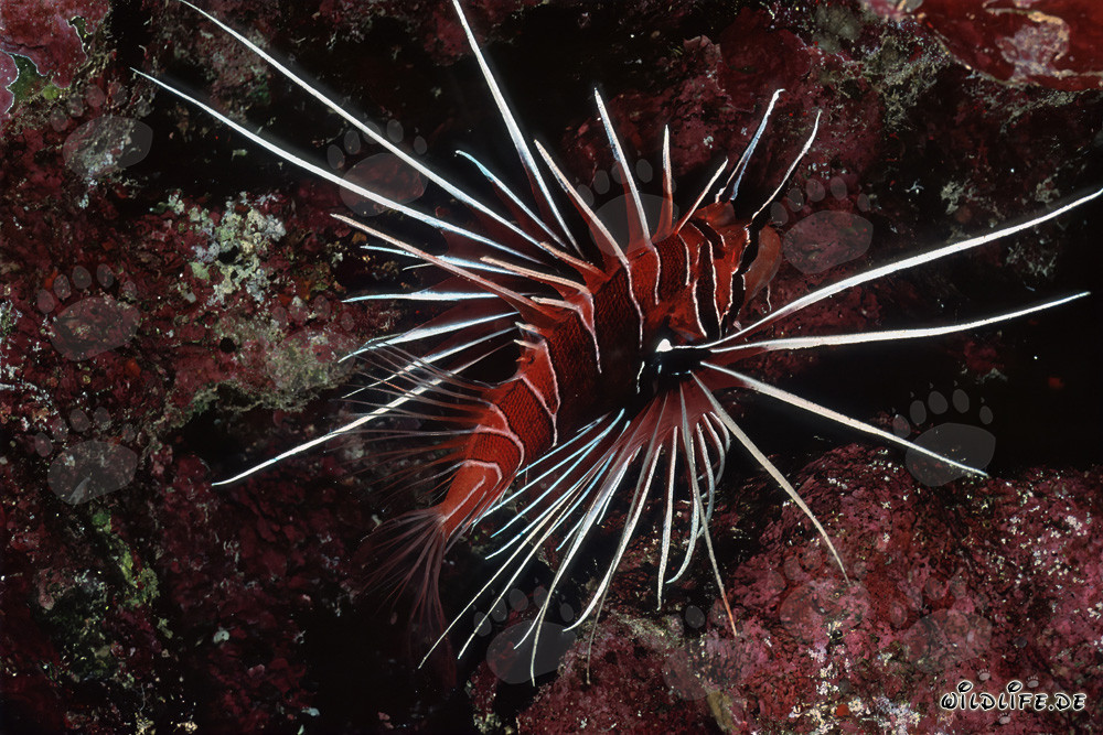 Affascinante pesce scorpione nella vivace barriera corallina