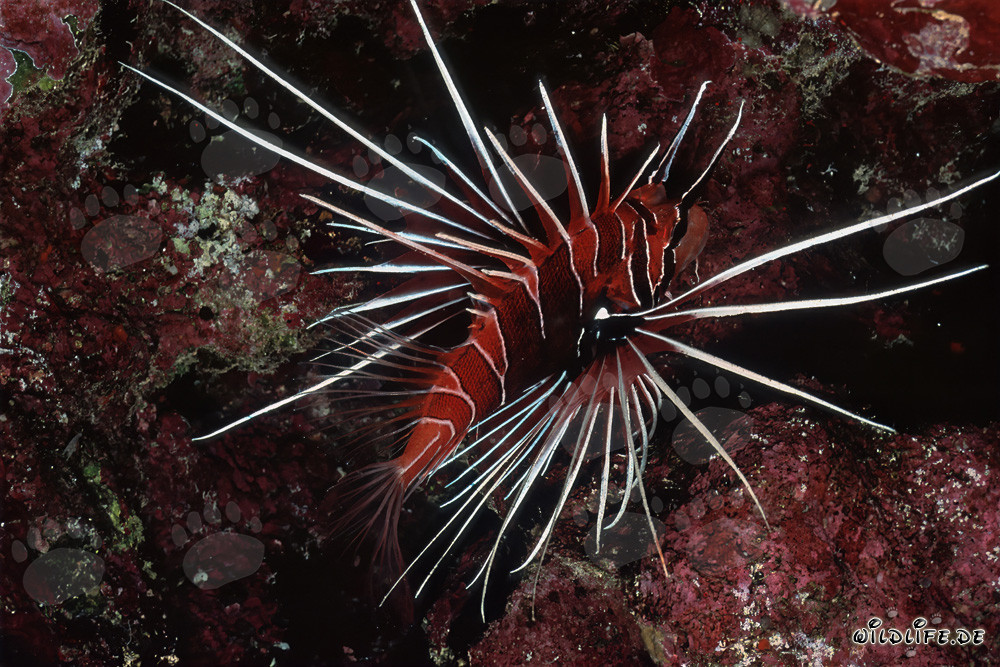 Fascinante pez escorpión en el animado arrecife de coral