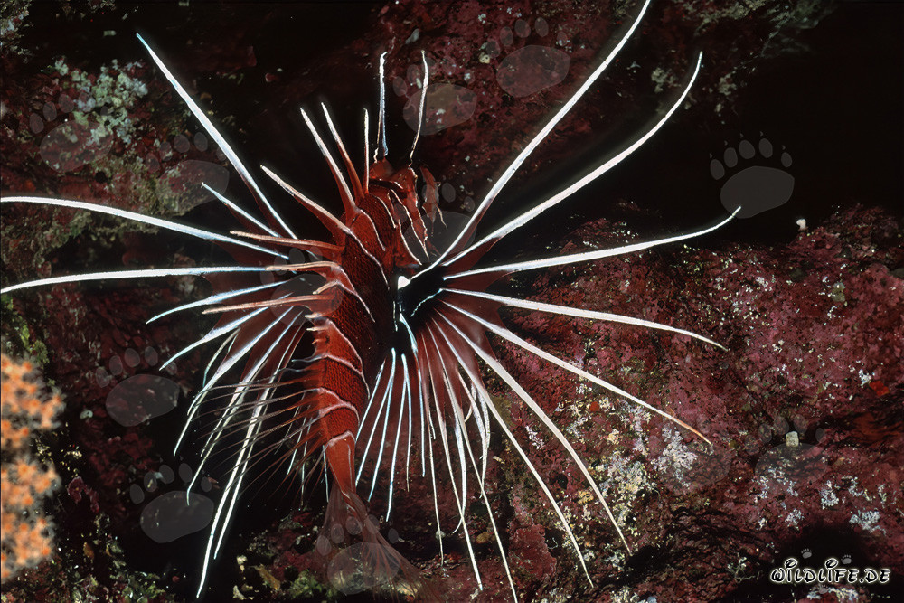 Clearfin Lionfish in the Red Sea