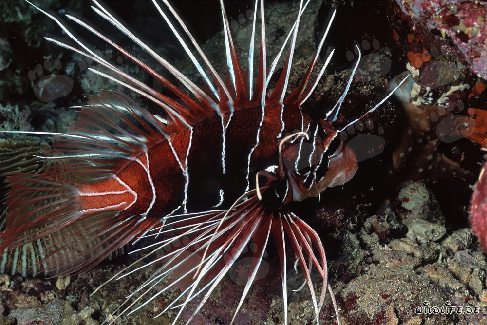 Clearfin Lionfish in the Reef