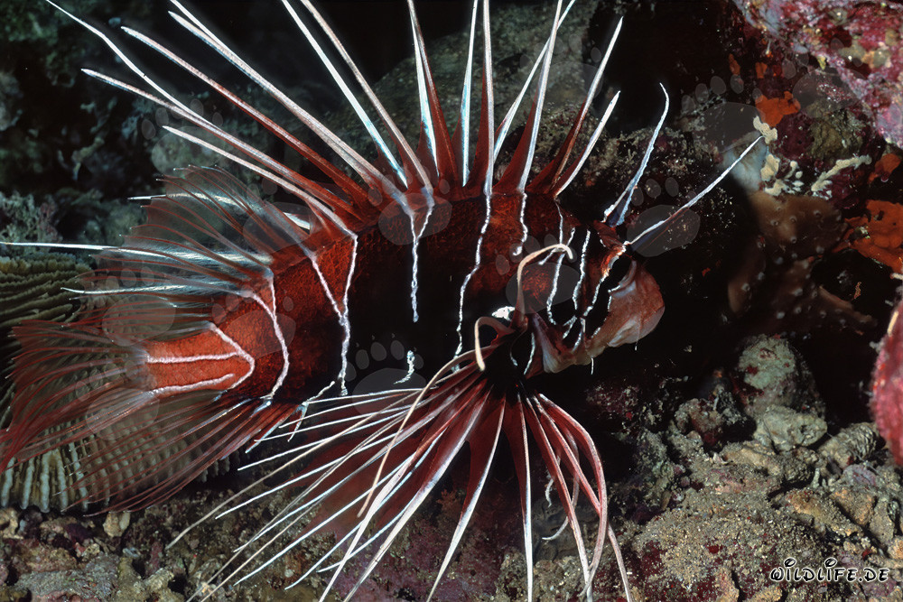 Pesce leone radiante nella barriera corallina