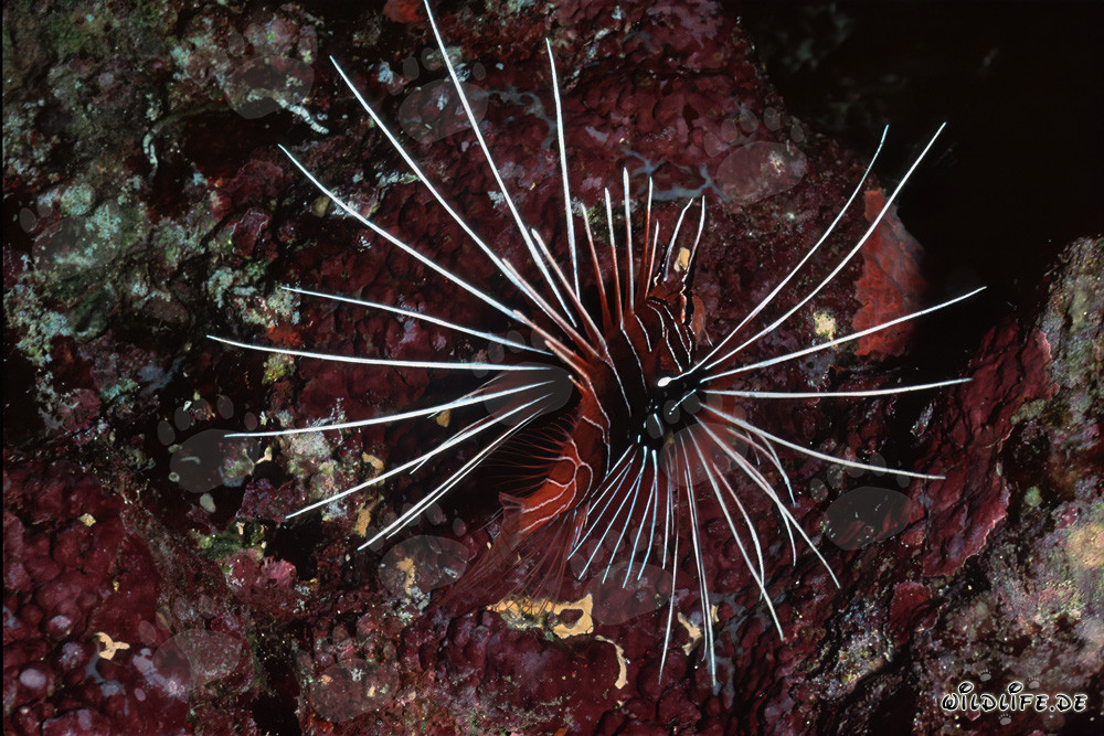 Fascinating Clearfin Lionfish in the Red Sea