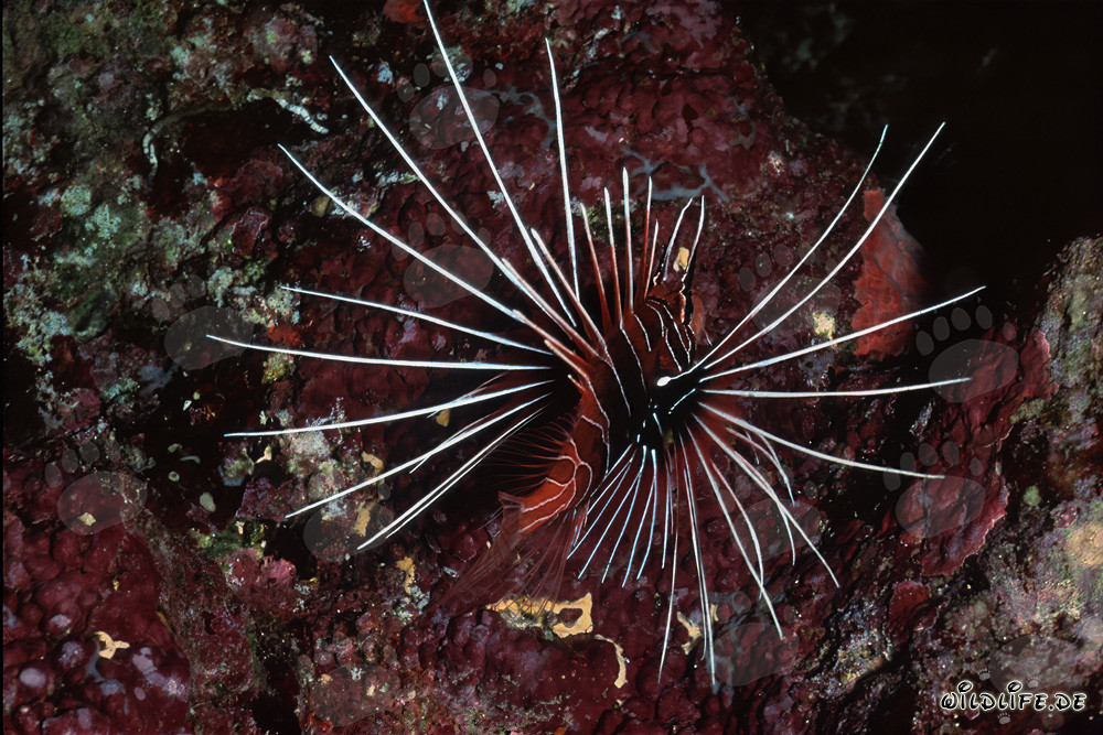Affascinante pesce scorpione nel Mar Rosso