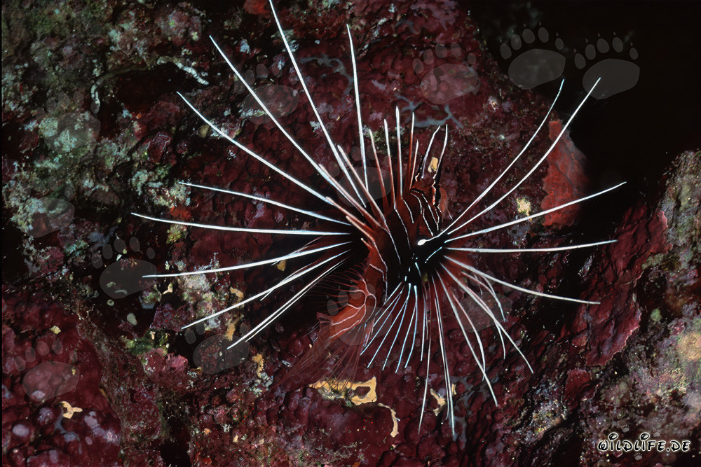 Fascinante pez escorpión en el Mar Rojo