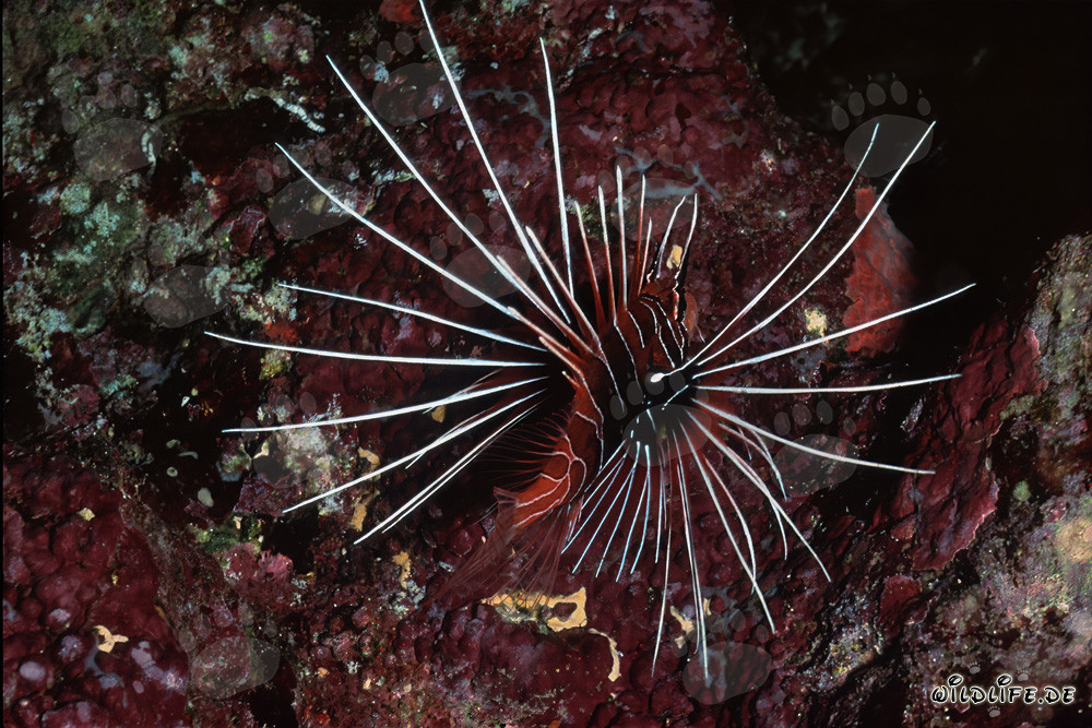 Fascinant poisson-scorpion dans la mer Rouge